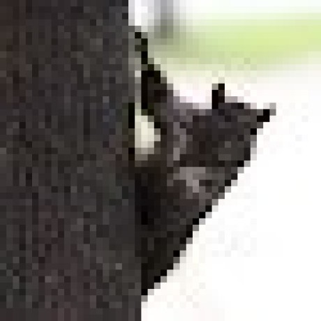 io.github.MastadoonPrime/sylex-search icon