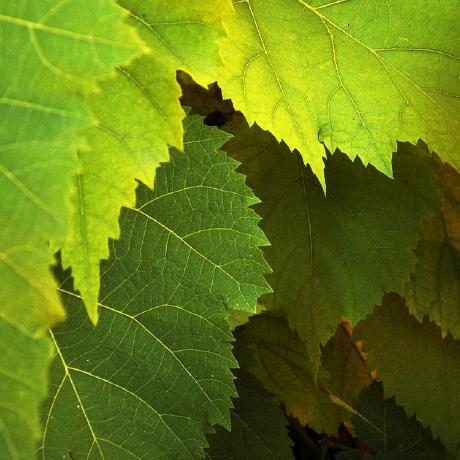 io.github.chrisgleissner/c64bridge icon