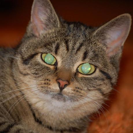 io.github.mhajder/librenms-mcp icon